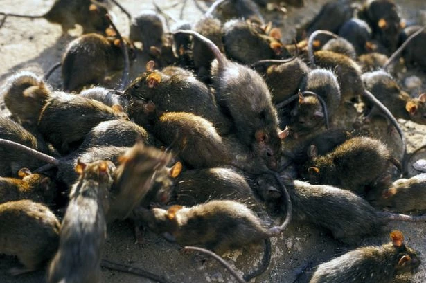 Deadly disease outbreak fears as rat hordes multiply during bin strike woes