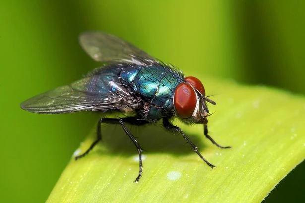 Reason flies won't leave your living room even if you open the window