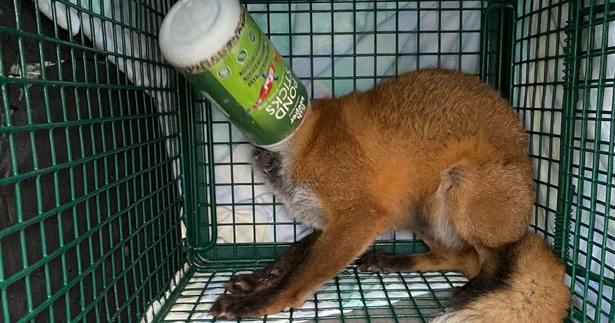 Heartbroken woman wakes up to fox with its head stuck in plastic container