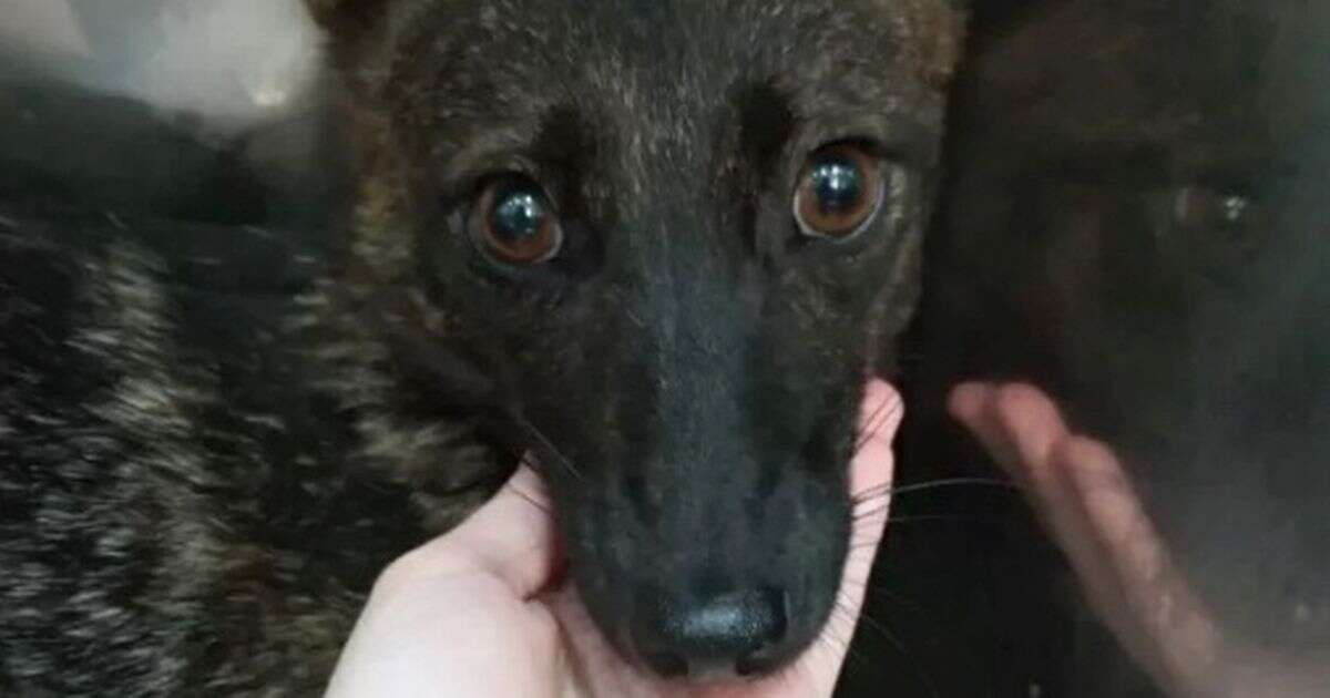 World's first dog and fox hybrid discovered after animal was run over by a car