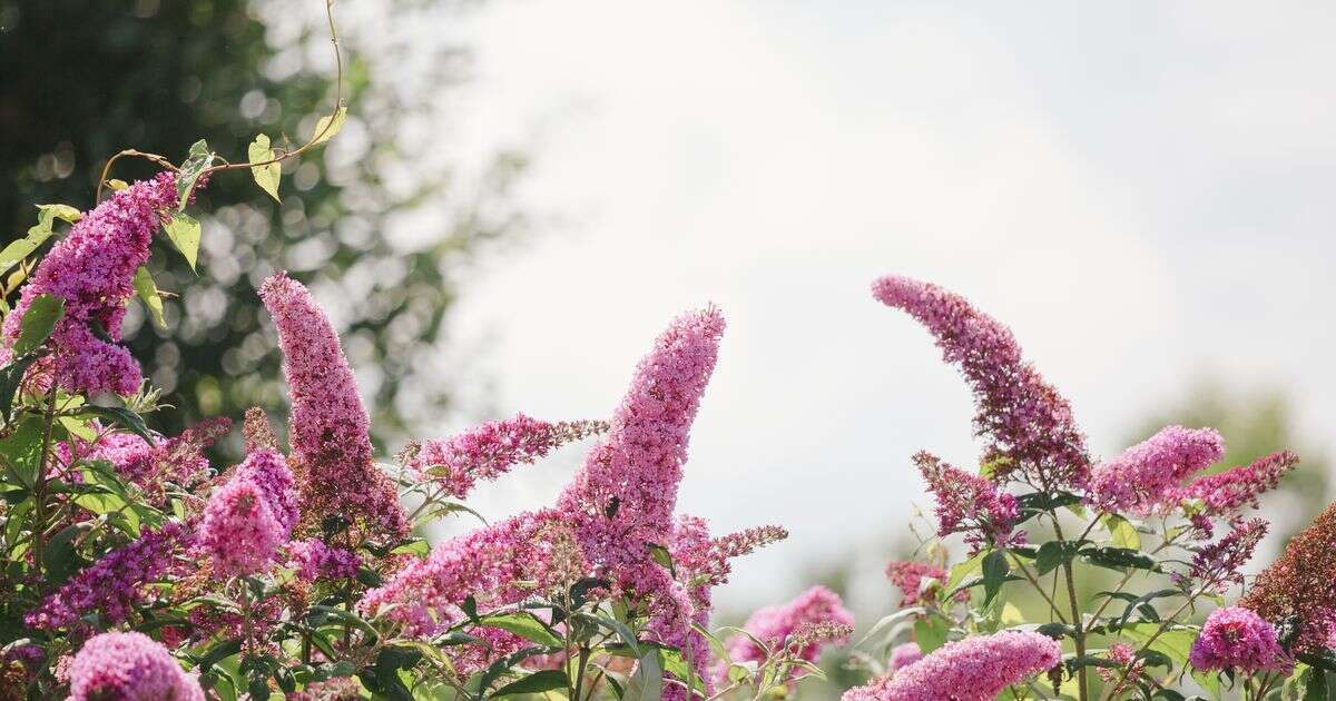 Urgent warning to gardeners about popular plant that is 'as invasive as Japanese knotweed'Gardening