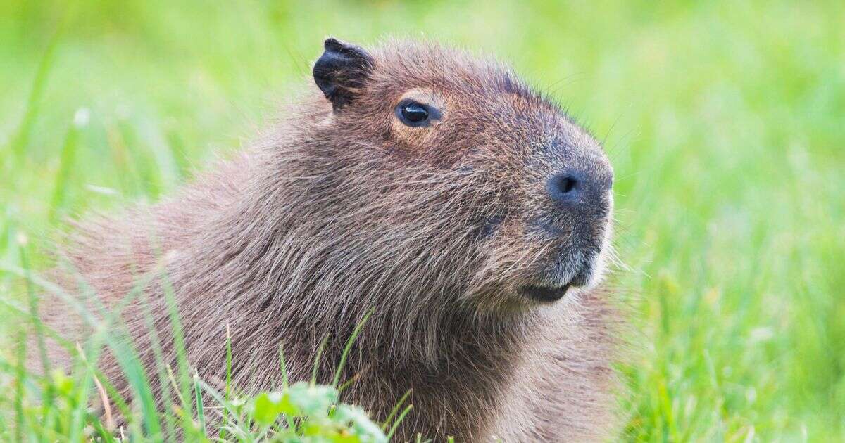 Efforts to recapture ‘comfortable and content’ escaped capybara put on hold – to avoid stressing itZoos