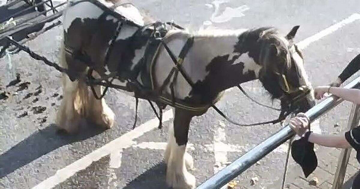 Poor pony was left in Cardiff car park without food and water while owner went to the pubAnimals