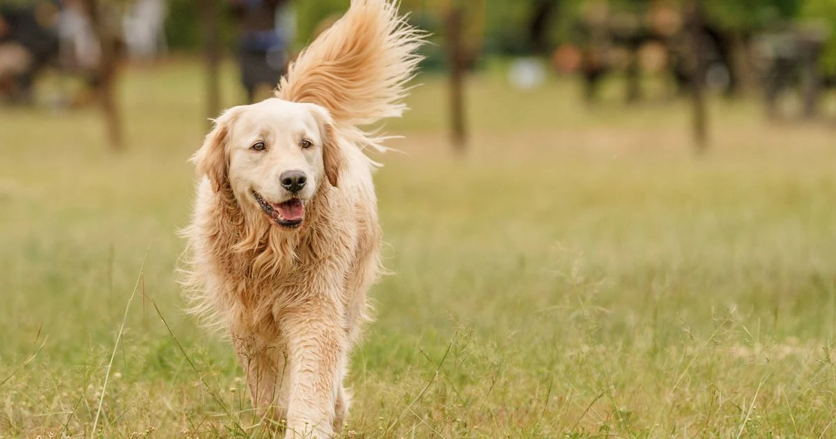 Golden retriever suddenly stops eating and looks around – then pet camera shows why