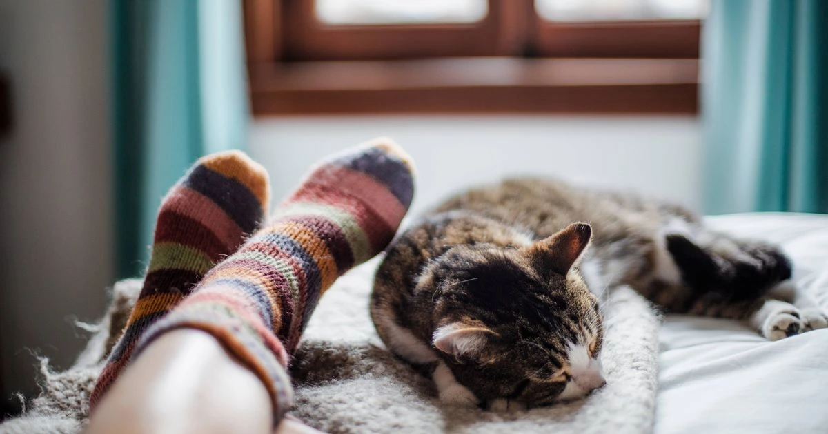 Only puzzle fans with sharpest eyesight can spot two cats snuggled in bed