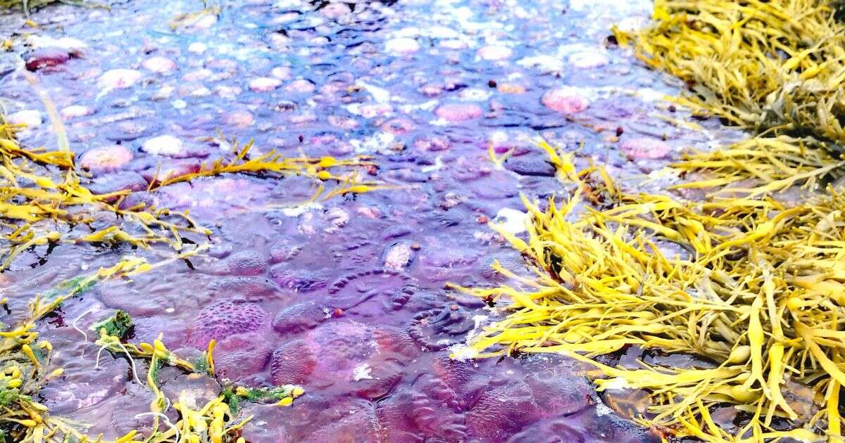 UK beach swamped as rare stinging purple jellyfish arrive in their thousands