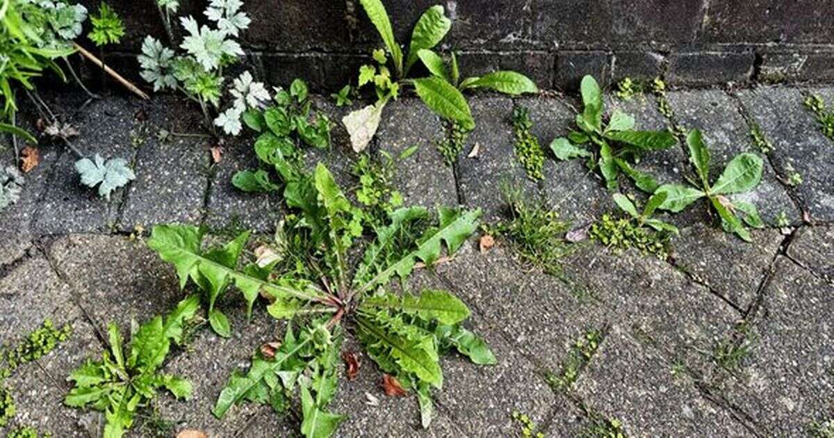 'Eco-friendly' 80p patio weed killer 'kills in 48 hours' - and you need 3 itemsGarden