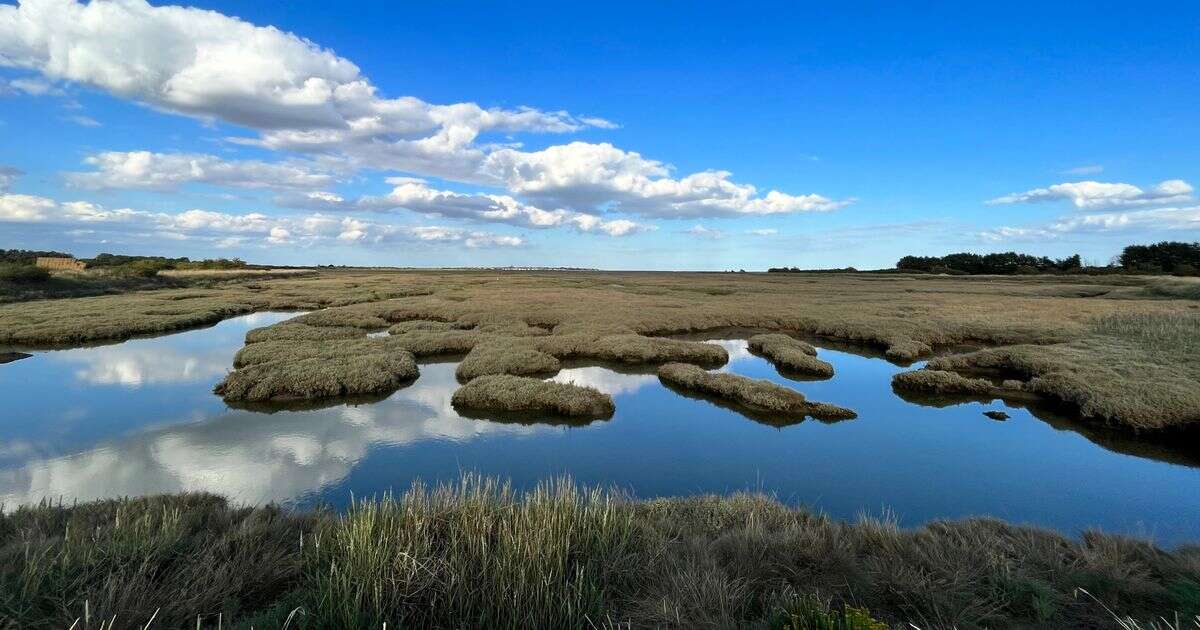 Action needed to protect and restore saltmarshes that store carbon and protect against climate changeClimate change