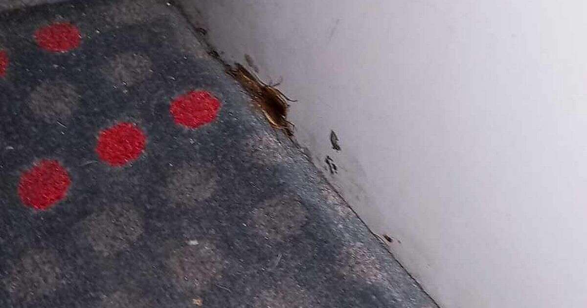 National Express back seat cockroach horror leaves passengers reeling - 'hope it's got a daysaver'