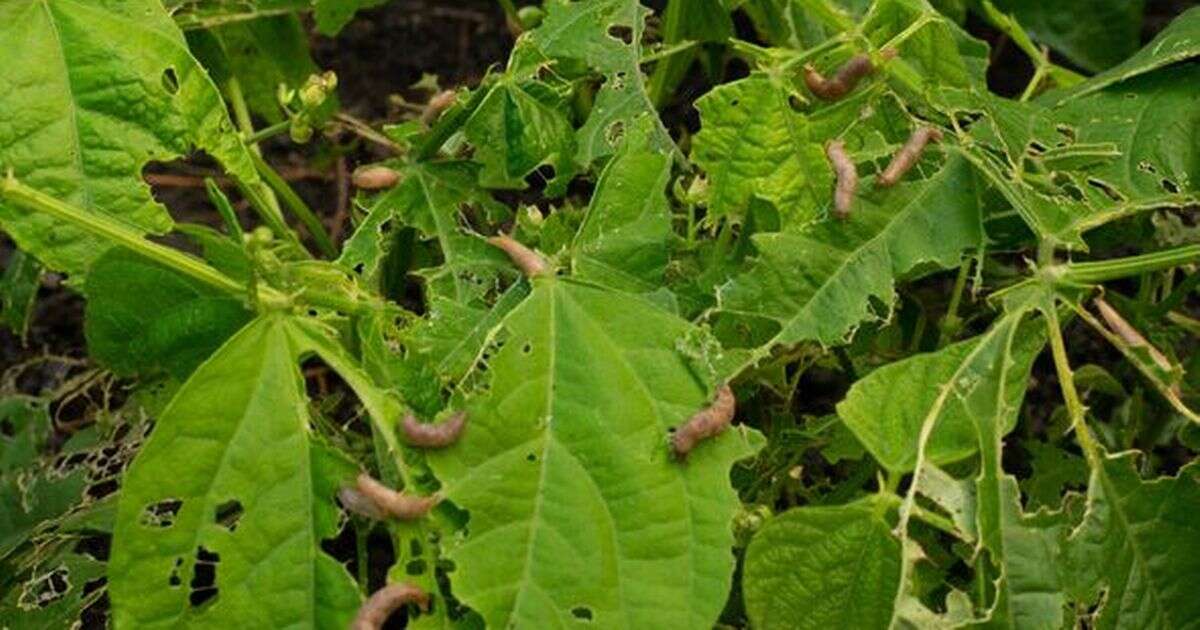 Totally natural and simple way to get rid of slugs and snails from your garden for good