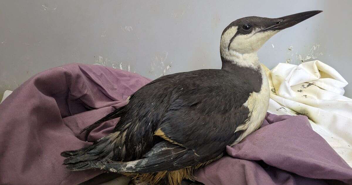 Mystery oil slick sparks RSPCA bird rescue amid fears more wildlife is at risk