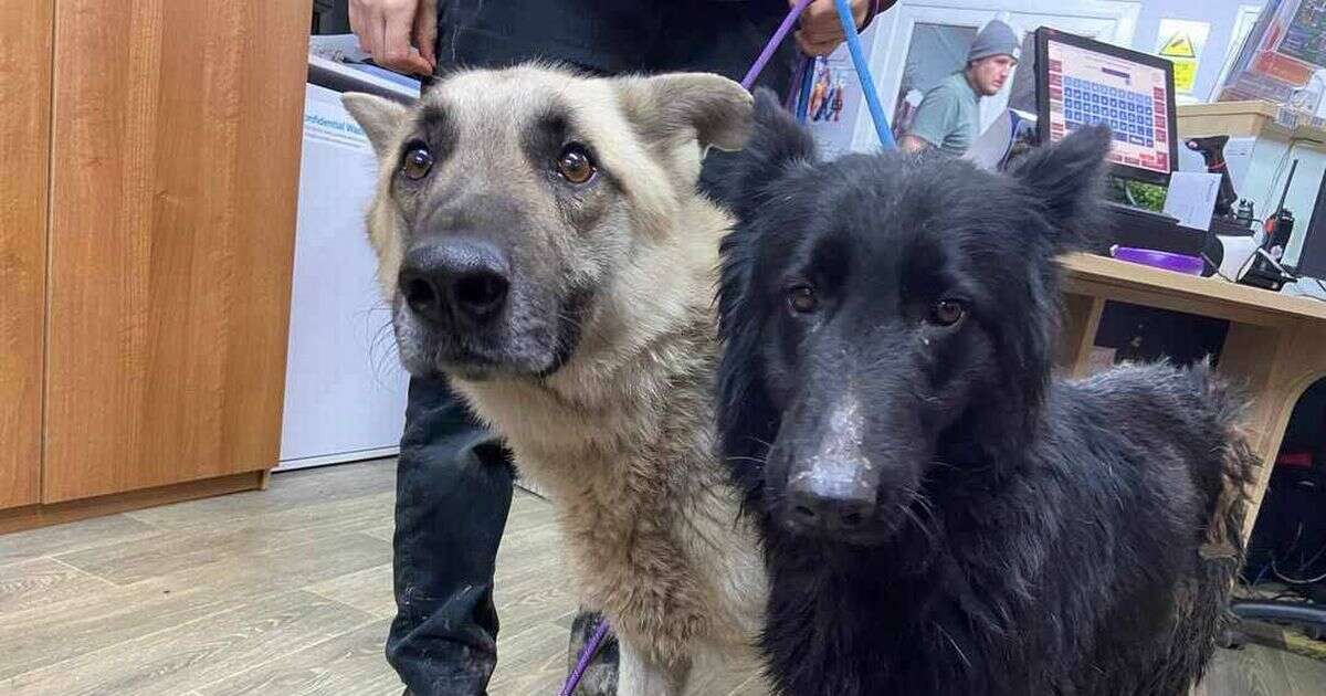 Outrage as 'petrified' dogs in 'worst condition' dumped on freezing mountainside