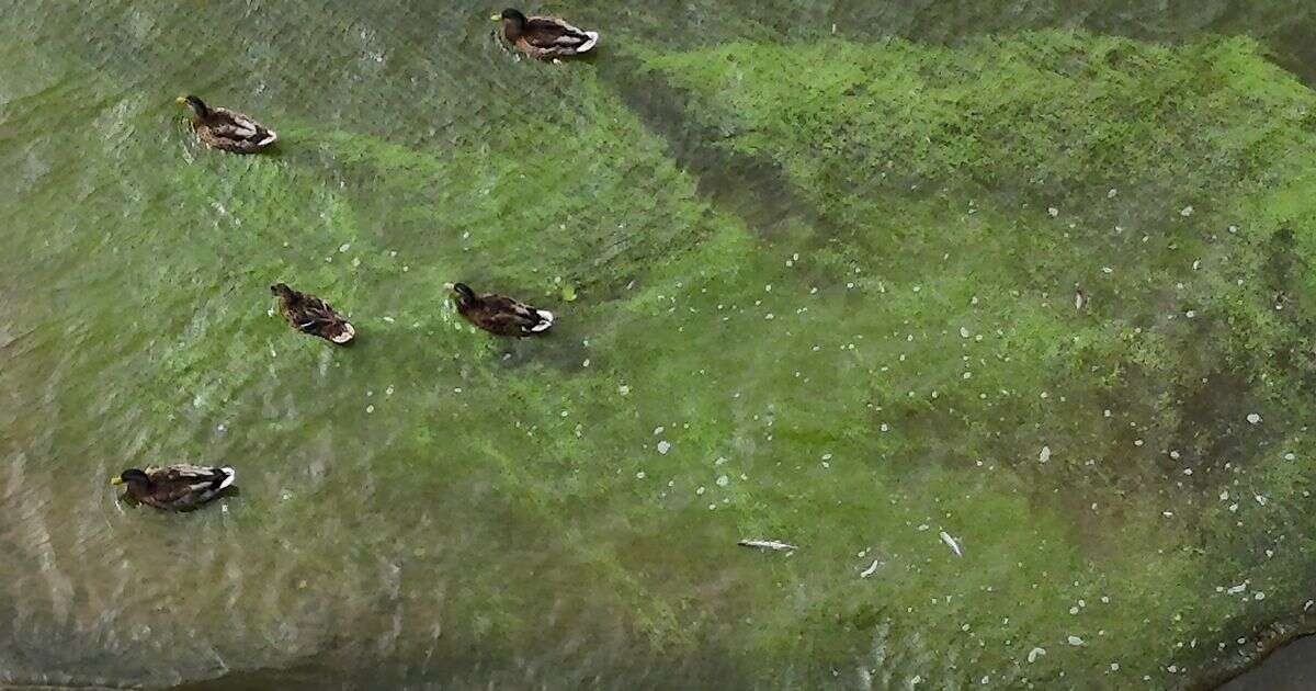 Beautiful lake turns disgusting colour with 'rotten' smell as locals left with bad taste