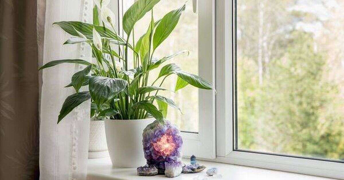 Get rid of mould and condensation with these six beautiful houseplants