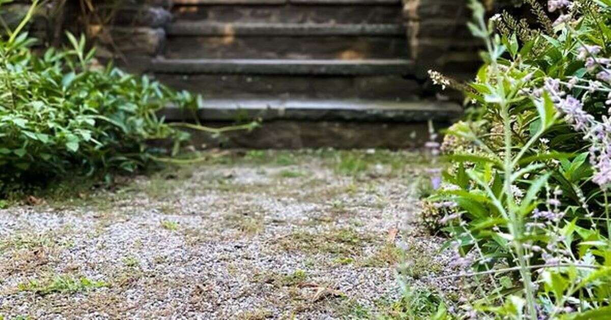 Gardeners are ditching white vinegar for 'better' household item to remove gravel weedsGardening