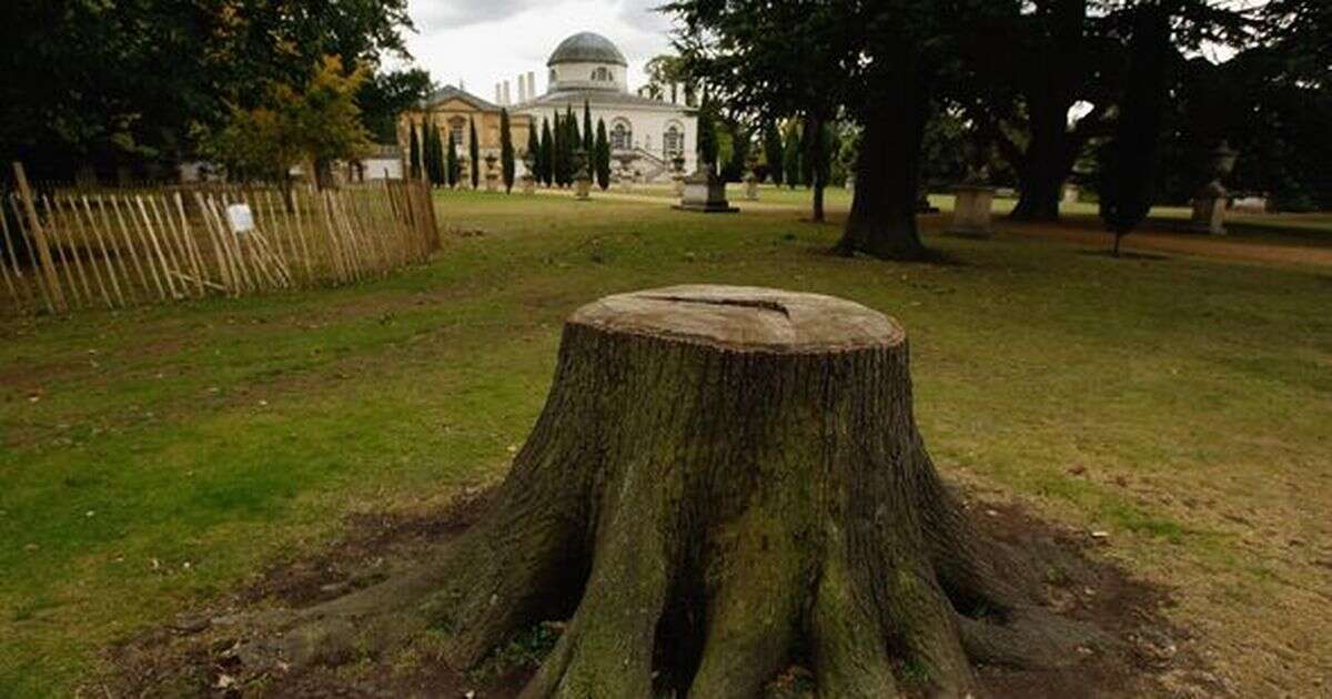 Tree stump warning issued to anyone that has one in their back garden