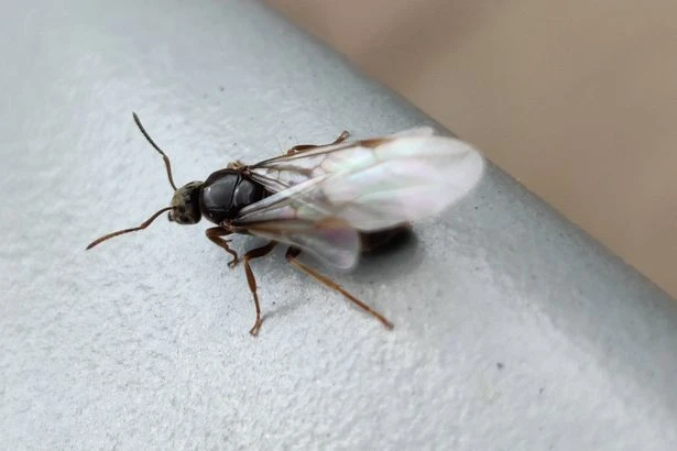 'Intense' Flying Ant Day on its way - when we can expect it