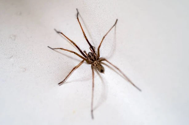 Drivers given warning when confronted by rampaging spiders in car - or face £5,000 fine