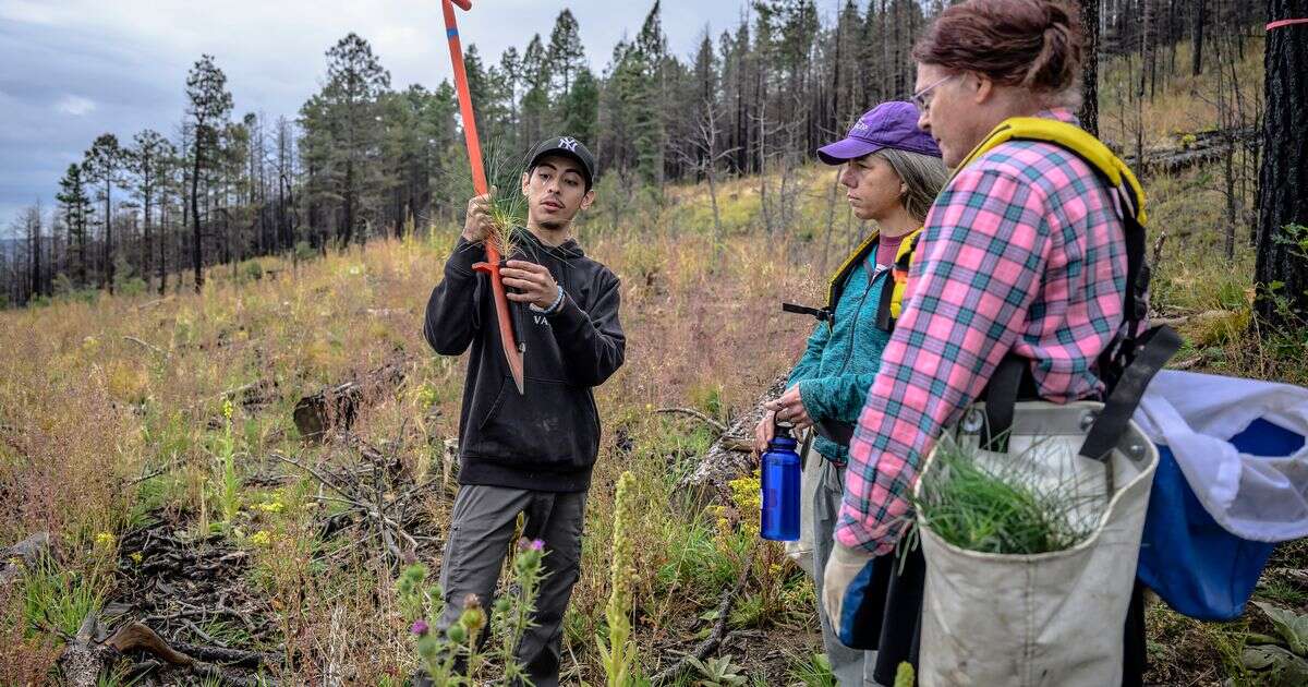 Volunteers help seedlings take root as New Mexico attempts to recover from historic wildfirePublic services