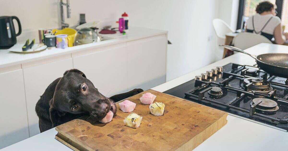 'I refuse to eat anything cooked in a kitchen with a dog - it's disgusting'