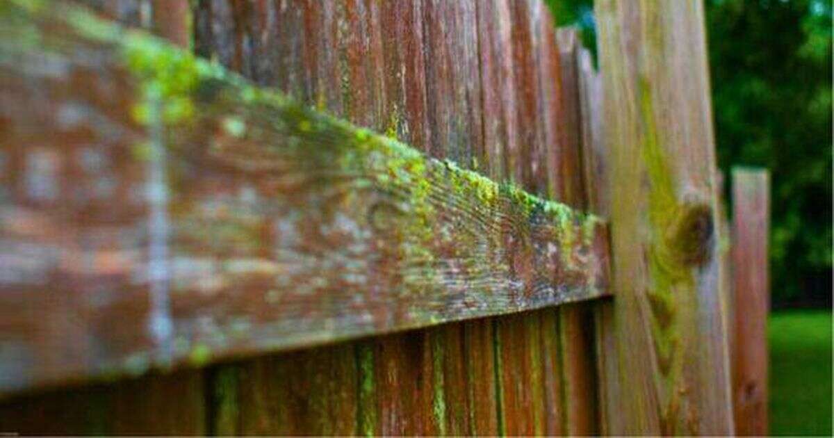 Melt away green algae from your garden fence in 15 minutes with magic ingredient