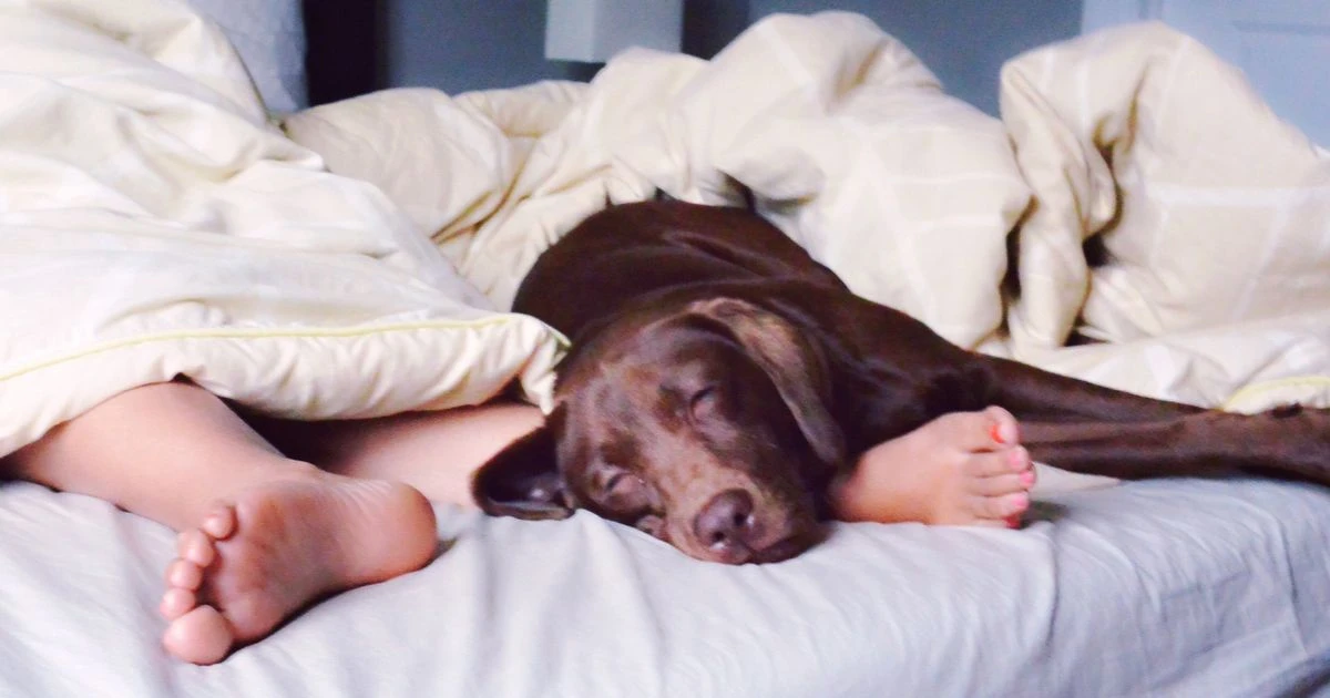 Dog owner claims pet's favourite sleep position reveals 'secrets' about personality