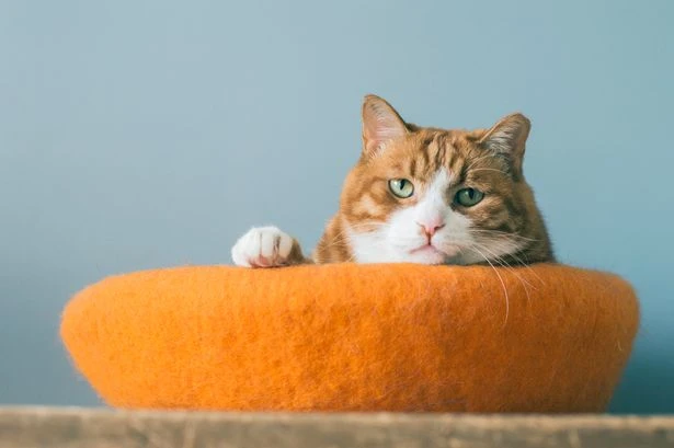 Ginger bombshell: Scientists finally crack why most orange cats are boys