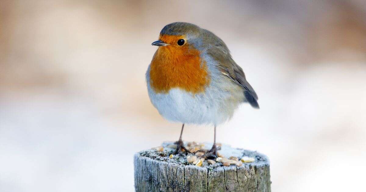 Psychic Sally Morgan explains the significance of robins appearing - there's a sweet reason