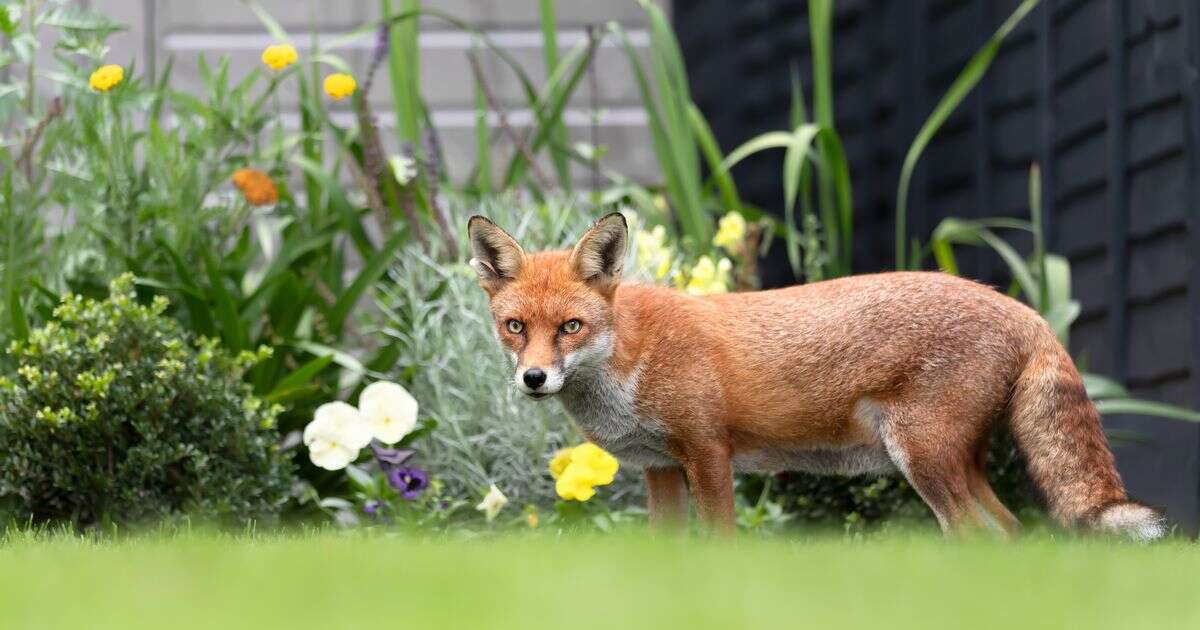 'Incredible' 35p hack will keep foxes out of your garden - for good