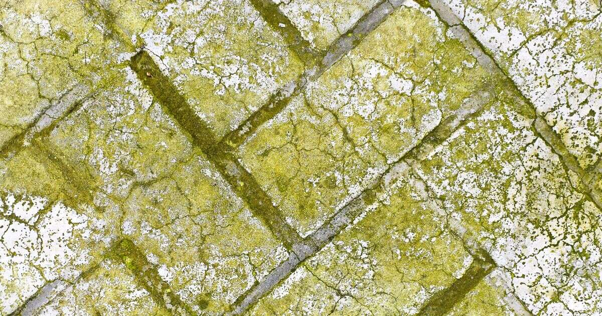 Banish patio moss and prevent it from returning with £2 staple - and it's not vinegar