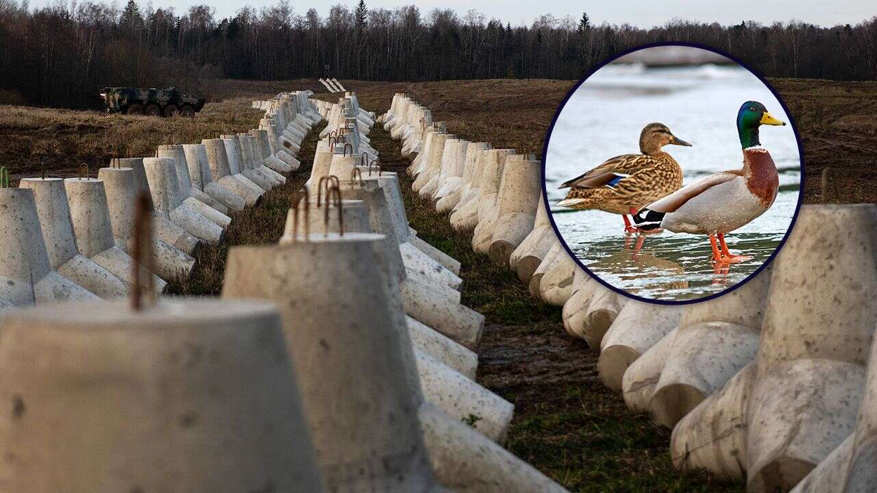 Według MON ptaki mogą sparaliżować kluczowe inwestycje militarne