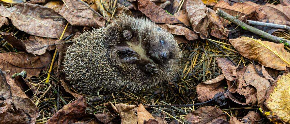 Tipps für den Ernstfall Wann benötigt ein Igel Hilfe – und was kann ich tun?