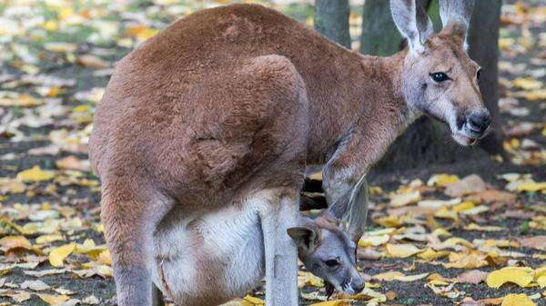 Berliner Nachwuchs Das Rote Riesenkänguru ist noch nicht so riesig