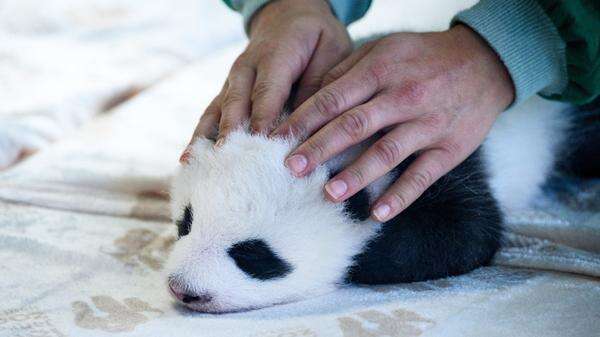 Flauschige Langschläfer im Berliner Zoo Drei erstaunliche Dinge, die Sie nicht über Pandas wussten