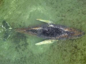 Umweltbehörde bestätigt Toter Wal vor Dänemark ist gestrandeter Ostsee-Wal Timmy