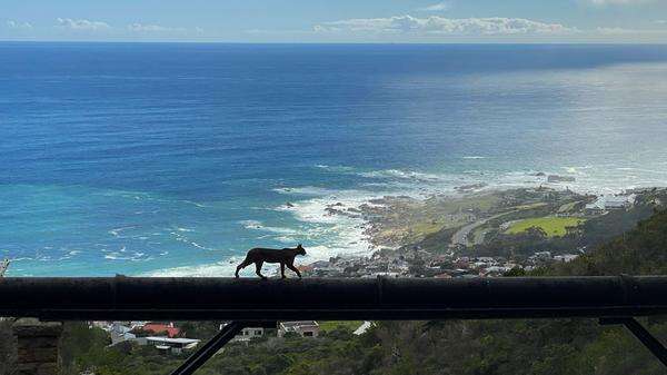 Raubkatzen als Influencer Der schöne Hermes vom Tafelberg