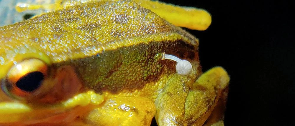 „Sehr ungewöhnlich“ Ein kleiner Pilz wächst auf lebendem Frosch