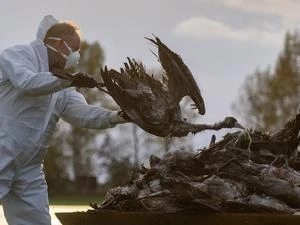 35.000 Tiere müssen getötet werden Vogelgrippe breitet sich in Brandenburg aus und erreicht Berlin