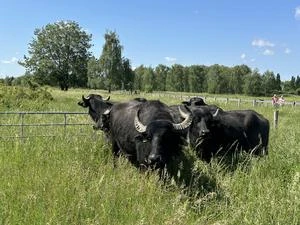 Stadtentwicklung und mehr Themen in unseren Berliner Bezirks-Newslettern unter www.tagesspiegel.de/bezirke