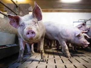 Umfrage unter Europäern 69 Prozent würden für höhere Tierschutzstandards mehr Geld zahlen