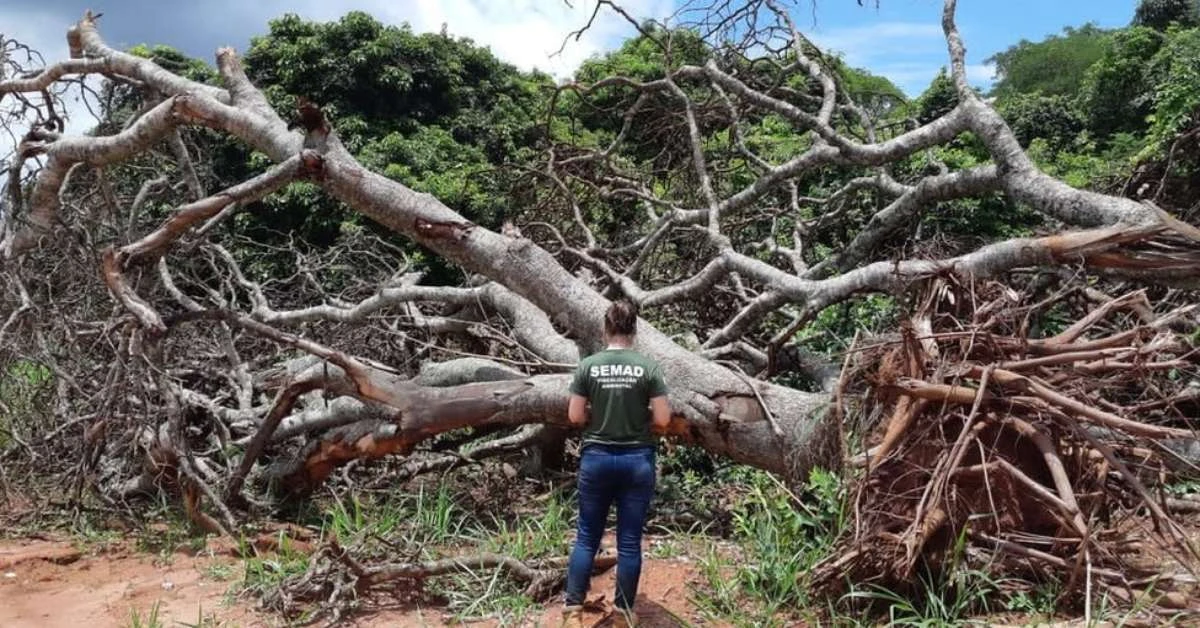 Desmatamento avança no Cerrado e faz crescer risco de apagão elétrico no Brasil