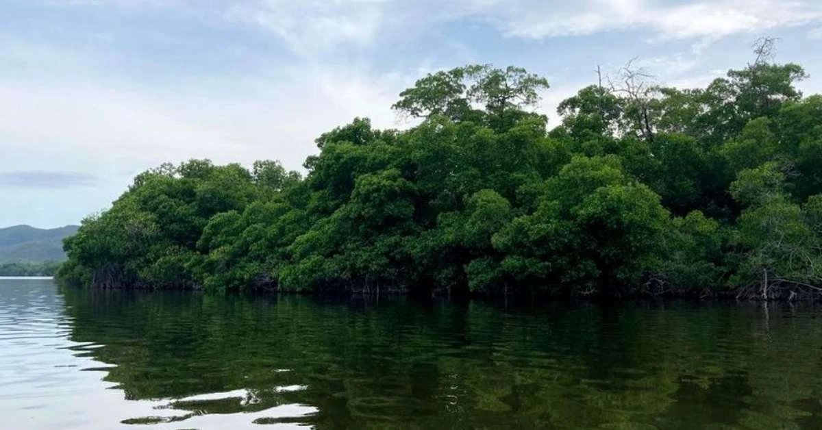 Britânica conta como deu soco em crocodilo para salvar irmã gêmea