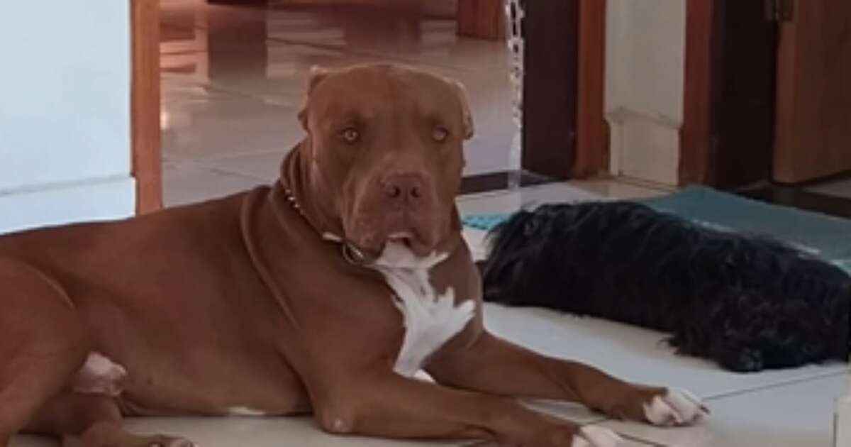 Pitbull é morto a facadas durante briga familiar no interior de MG