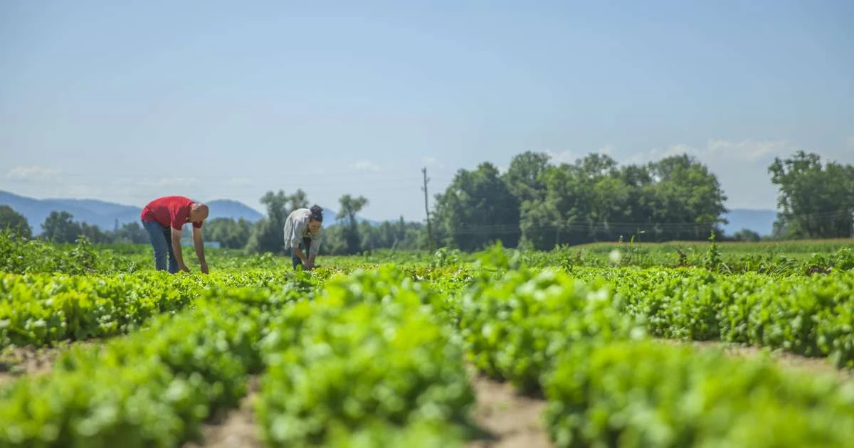 Excedentes da agricultura viram renda com apoio industrial