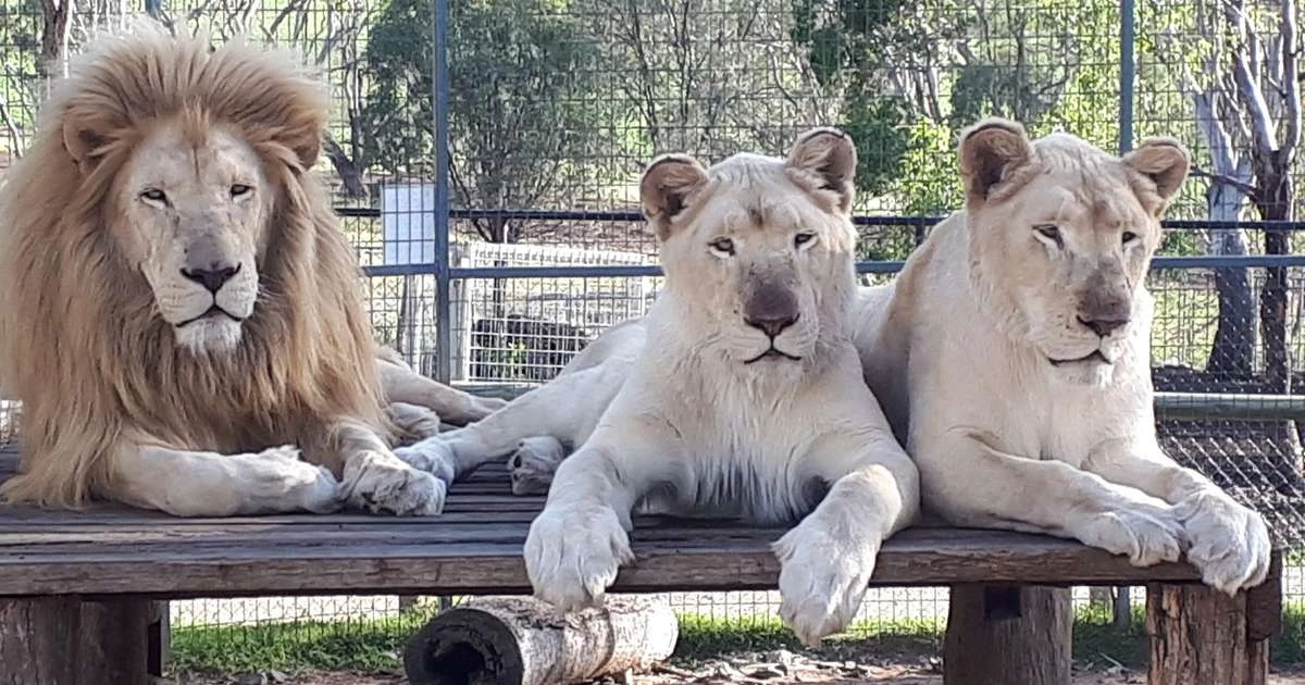 Mulher perde o braço após ser atacada por leoa e zoológico frisa: 'Animal definitivamente não será sacrificado'