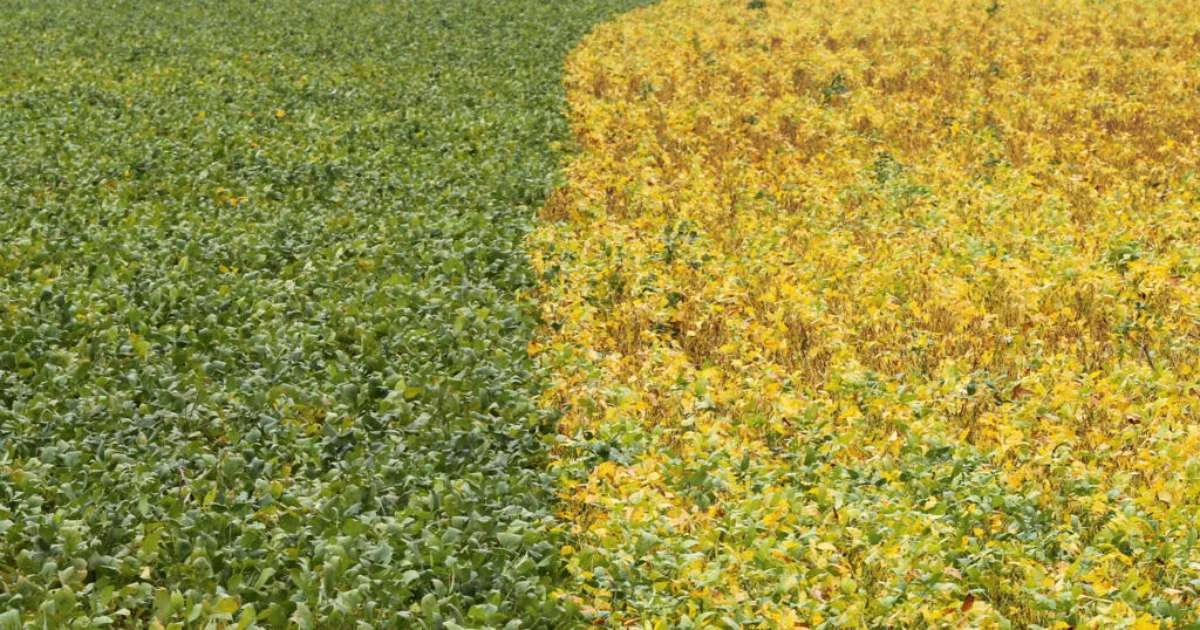 Da soja ao petróleo: como viramos o plano B de Pequim e por que isso deveria nos deixar em alerta
