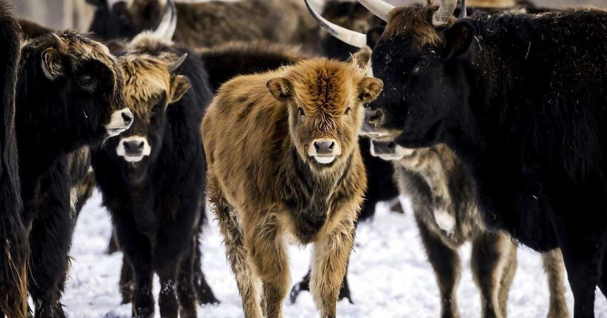 O experimento na Holanda que transformou santuário de animais em campo de extermínio