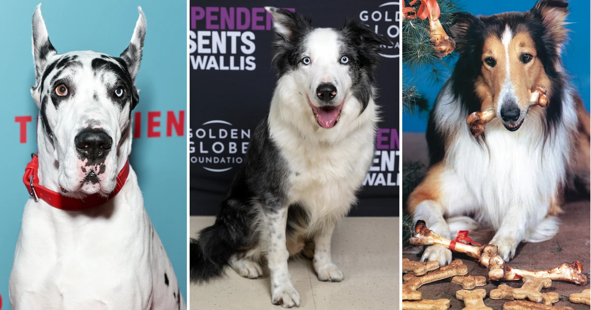 Lassie, Snoop e Bruiser: Conheça os melhores cães da história do cinema