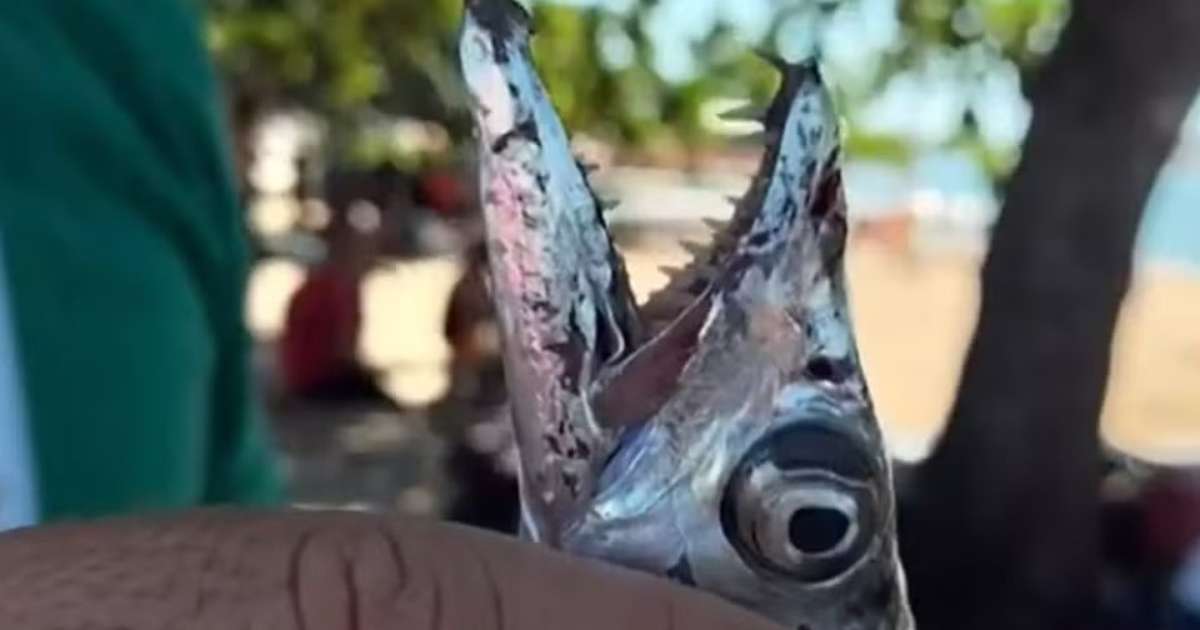 Cardume de peixes-espada ataca e fere banhistas em praia do RJ