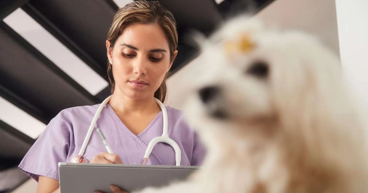 A crise de saúde mental que leva tantos veterinários ao suicídio: 'Acham que somos São Francisco e que tratamos ursinho de pelúcia'